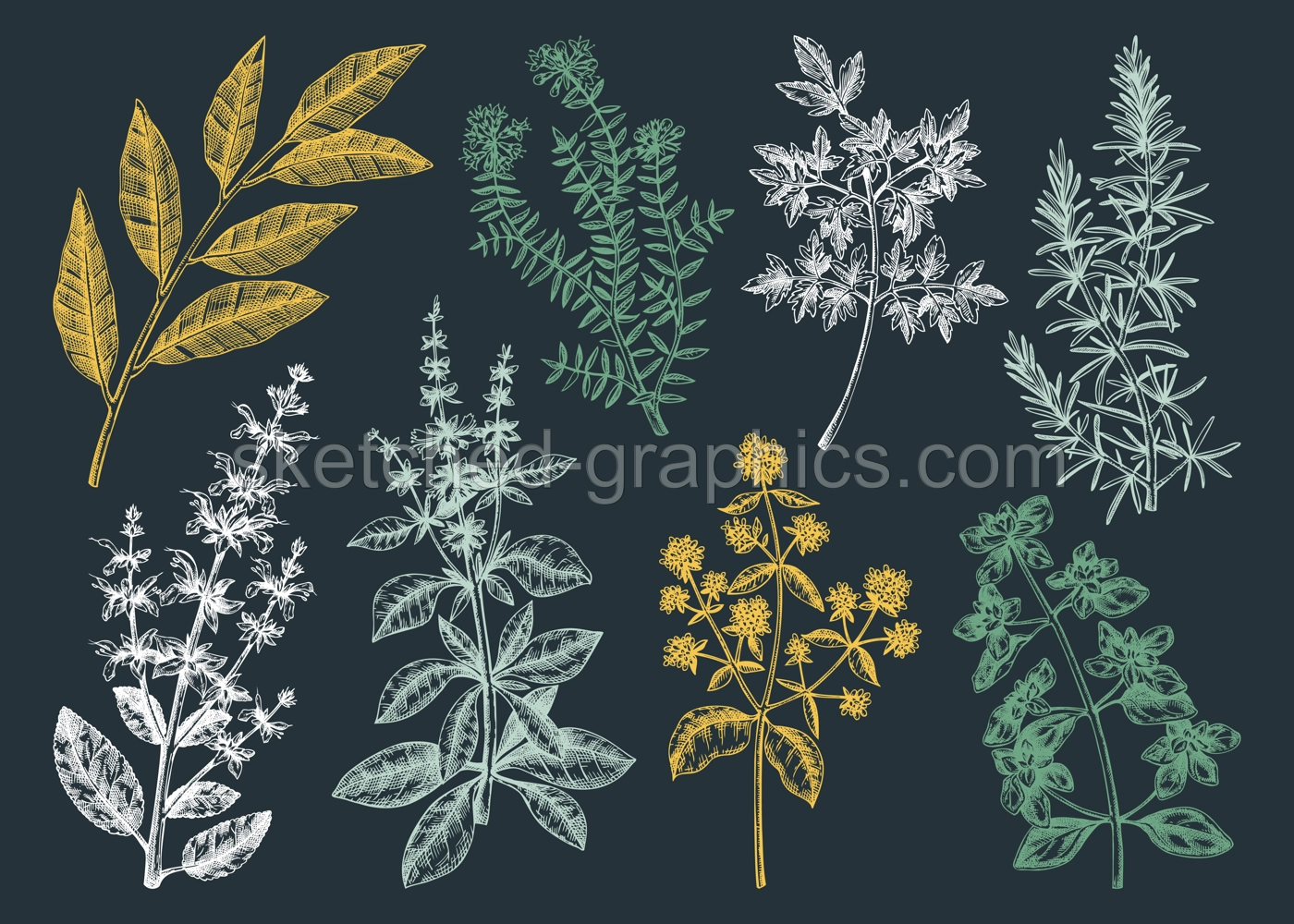Vector collection of typical herbs and spices for Italian cuisine. Hand-sketched kitchen herbal plants illustration. Aromatic food cooking ingredients collection. Hand drawn herbs set. Illustration